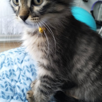 Tekir Kedi, Kedi  Çakıl fotoğrafı