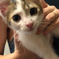 Tekir Kedi, Kedi  Rio fotoğrafı