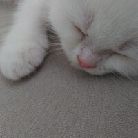 Scottish Fold, Kedi  Yumak fotoğrafı