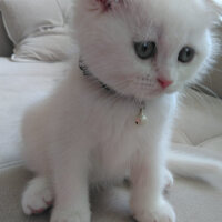 Scottish Fold, Kedi  Yumak fotoğrafı