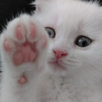 Scottish Fold, Kedi  Yumak fotoğrafı