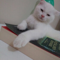 Scottish Fold, Kedi  Yumak fotoğrafı