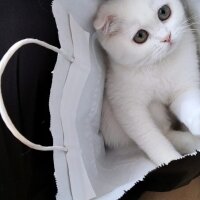 Scottish Fold, Kedi  Yumak fotoğrafı