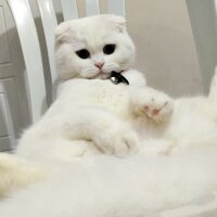 Scottish Fold, Kedi  Yumak fotoğrafı