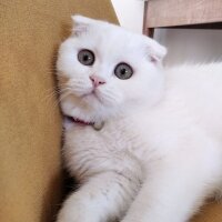 Scottish Fold, Kedi  Yumak fotoğrafı