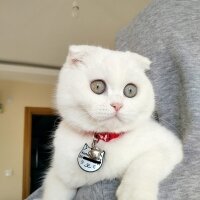 Scottish Fold, Kedi  Yumak fotoğrafı