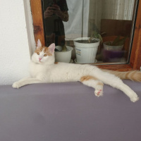 Tekir Kedi, Kedi  Prenses fotoğrafı