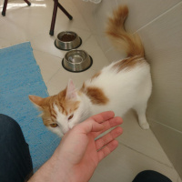 Tekir Kedi, Kedi  Prenses fotoğrafı