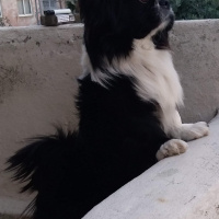 Pekingese, Köpek  Babi fotoğrafı