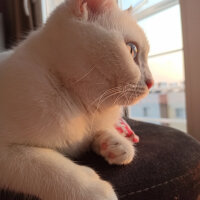 British Shorthair, Kedi  Maya fotoğrafı