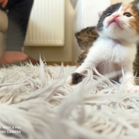 Korat, Kedi  Leo fotoğrafı