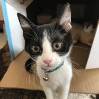 Tuxedo (Smokin) Kedi, Kedi  Çakıl fotoğrafı