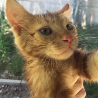 Tekir Kedi, Kedi  Tarçın fotoğrafı