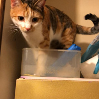 Tekir Kedi, Kedi  Müzeyyen fotoğrafı