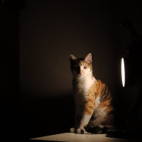 Tekir Kedi, Kedi  Müzeyyen fotoğrafı