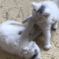 Tekir Kedi, Kedi  Sütlaç ve puding fotoğrafı