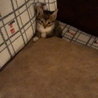 Tekir Kedi, Kedi  Ateş fotoğrafı