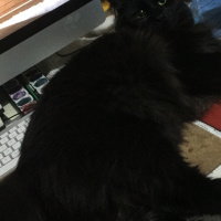 Tekir Kedi, Kedi  Lousa, April, Jack fotoğrafı