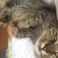 Tekir Kedi, Kedi  Lousa, April, Jack fotoğrafı