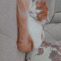 Van Kedisi, Kedi  Behlül fotoğrafı