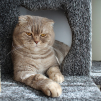 Scottish Fold, Kedi  Simba fotoğrafı