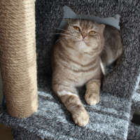 Scottish Fold, Kedi  Simba fotoğrafı