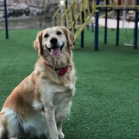 Kars Çoban Köpeği, Köpek  Çilek fotoğrafı