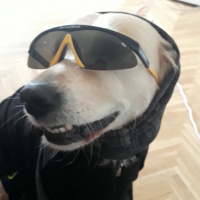 Kars Çoban Köpeği, Köpek  Çilek fotoğrafı