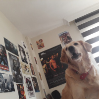 Kars Çoban Köpeği, Köpek  Çilek fotoğrafı
