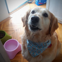 Kars Çoban Köpeği, Köpek  Çilek fotoğrafı