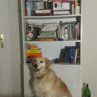 Kars Çoban Köpeği, Köpek  Çilek fotoğrafı