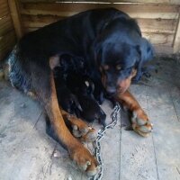 Rottweiler, Köpek  ismiyok fotoğrafı