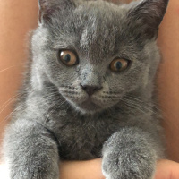 British Shorthair, Kedi  Behlül fotoğrafı