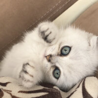 Scottish Fold, Kedi  Mila fotoğrafı