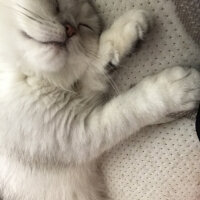 Scottish Fold, Kedi  Mila fotoğrafı