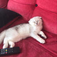 Scottish Fold, Kedi  Mila fotoğrafı