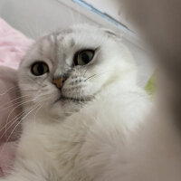 Scottish Fold, Kedi  Mila fotoğrafı