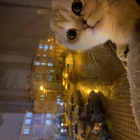 Scottish Fold, Kedi  Mila fotoğrafı