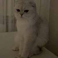 Scottish Fold, Kedi  Mila fotoğrafı