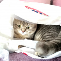 British Shorthair, Kedi  Badem fotoğrafı