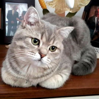 British Shorthair, Kedi  Badem fotoğrafı