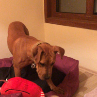 Amerikan Pitbull Terrier, Köpek  Polly fotoğrafı