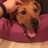 Amerikan Pitbull Terrier, Köpek  Polly fotoğrafı