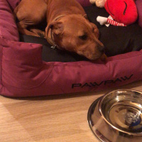 Amerikan Pitbull Terrier, Köpek  Polly fotoğrafı