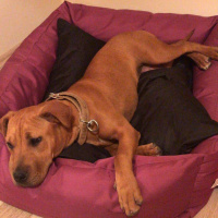 Amerikan Pitbull Terrier, Köpek  Polly fotoğrafı