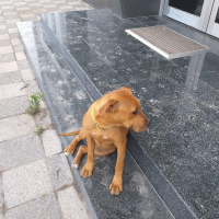 Amerikan Pitbull Terrier, Köpek  Polly fotoğrafı