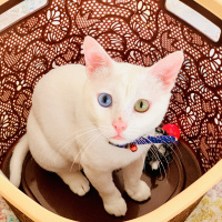 Van Kedisi, Kedi  Odin fotoğrafı