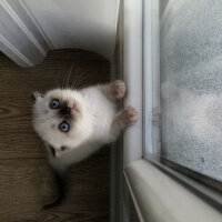 Scottish Fold, Kedi  Marsi fotoğrafı