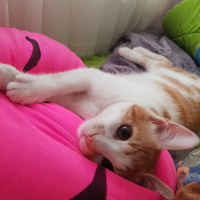 Sarman, Kedi  Rıfkı fotoğrafı