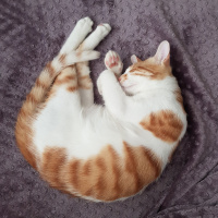 Sarman, Kedi  Rıfkı fotoğrafı